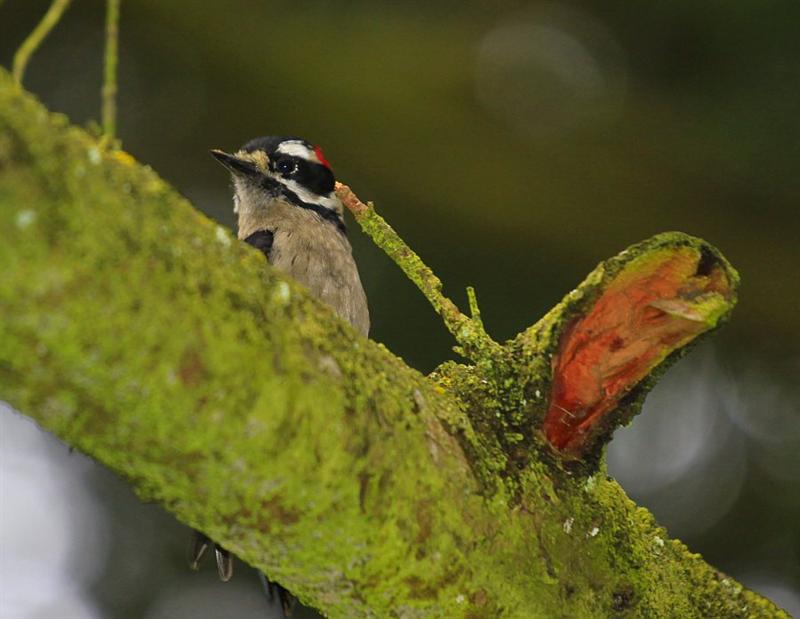 Downy Woodpecker