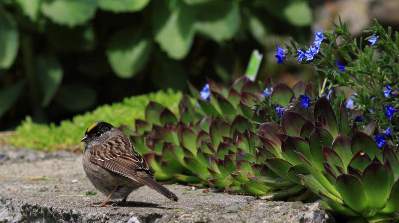 Yellow crowned sparrow