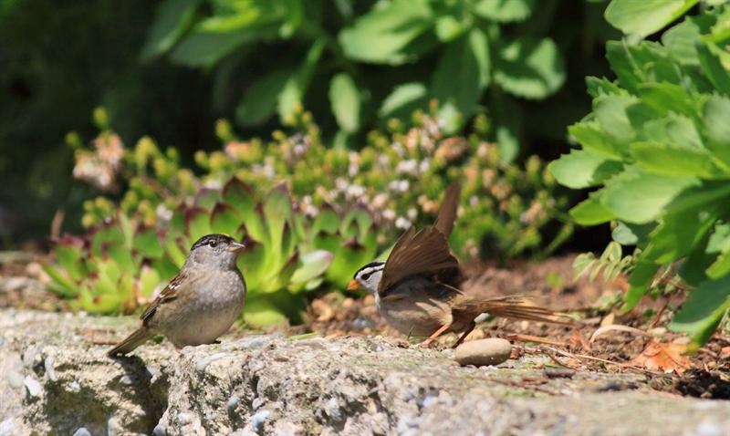 Yellow crowned sparrow