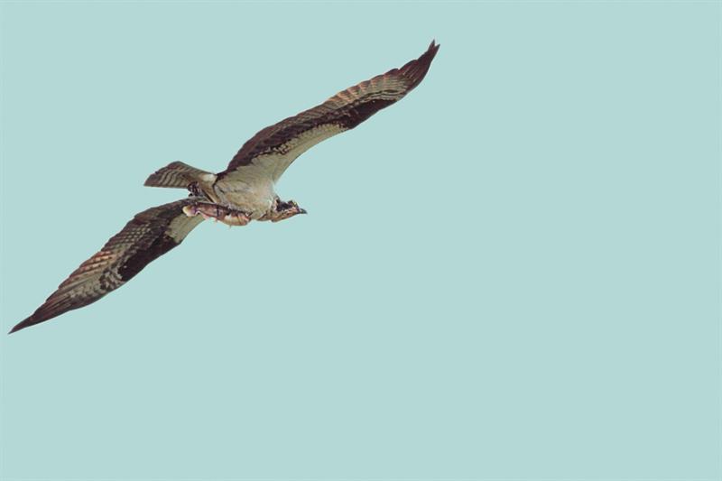 Osprey and dinner