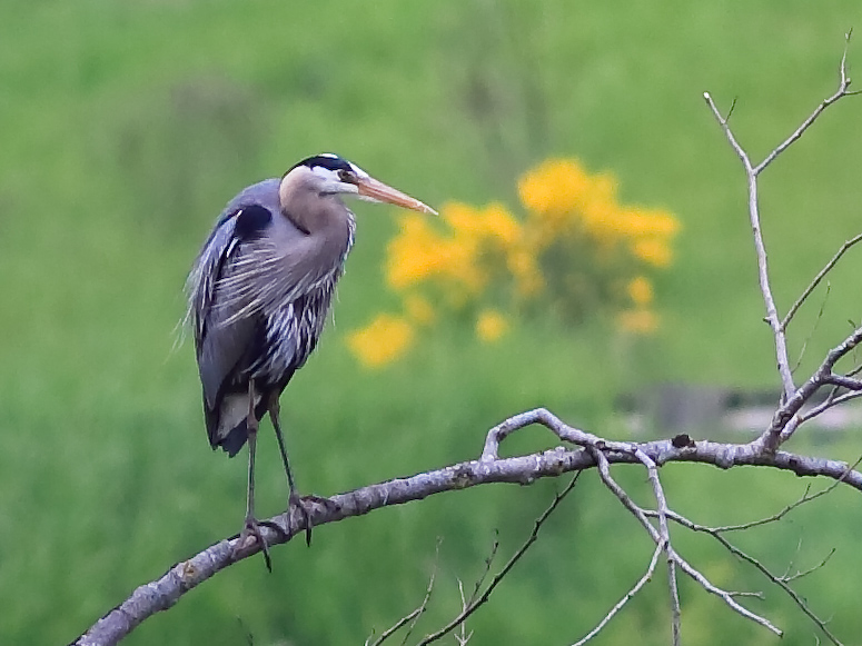 Great Blue Heron