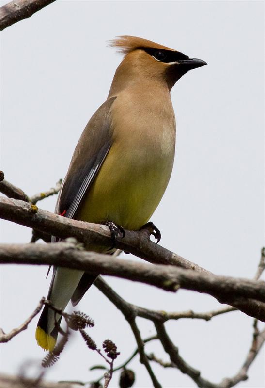 Cedar Wax Wing