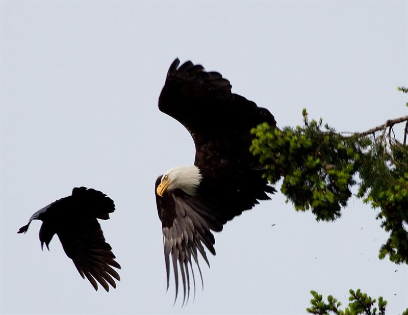 Crows harassing a bald eagle
