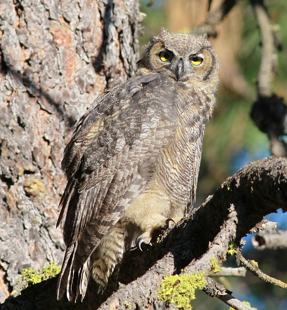 Great Horned Owl