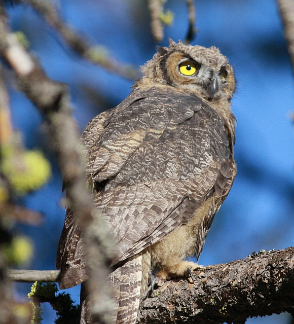 Great Horned Owl