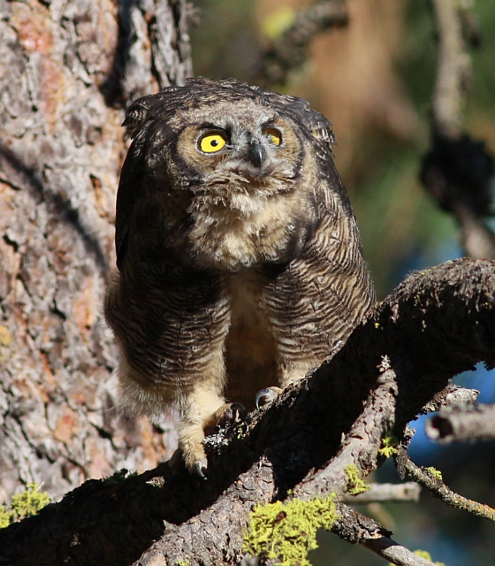 Great Horned Owl