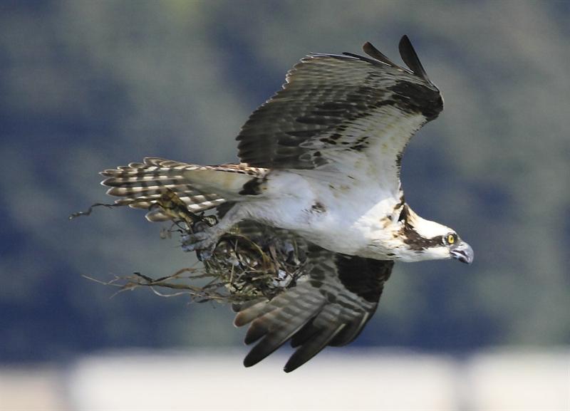 Dinner on its way!