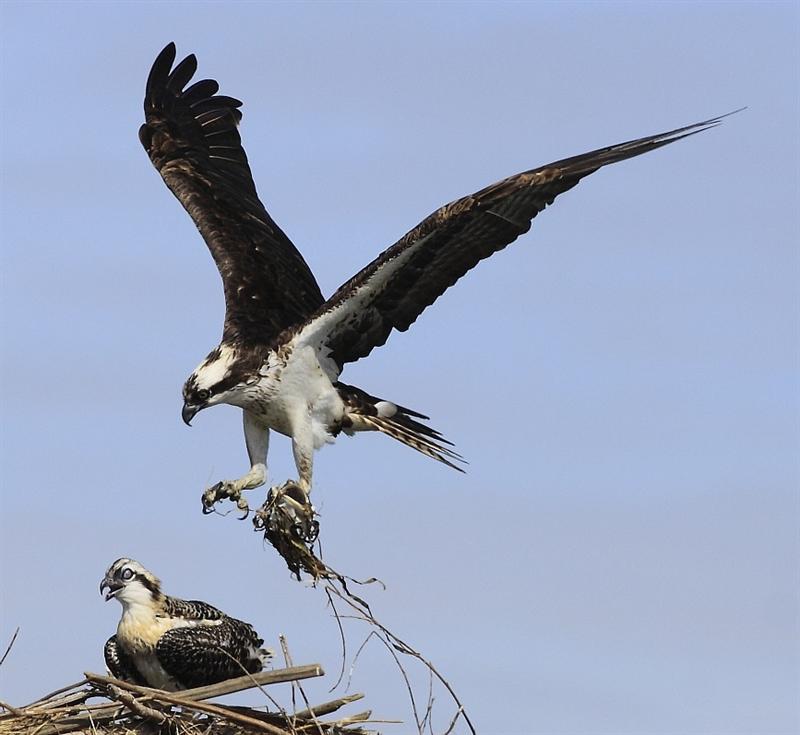 Osprey and dinner