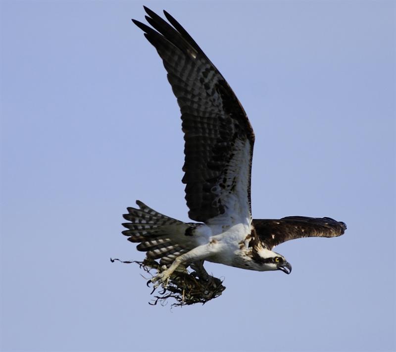 Osprey