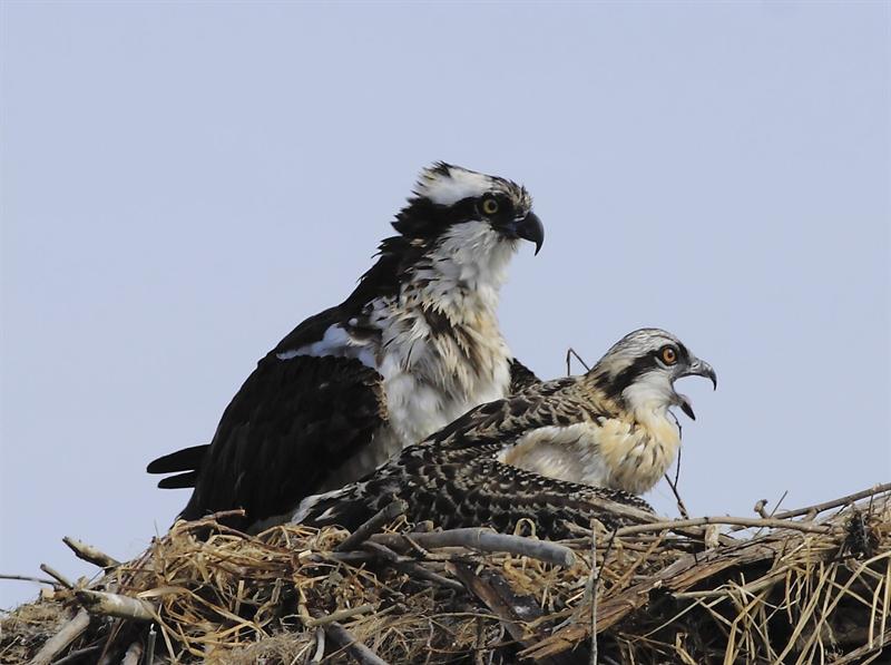 Osprey