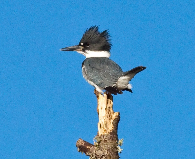 King Fisher