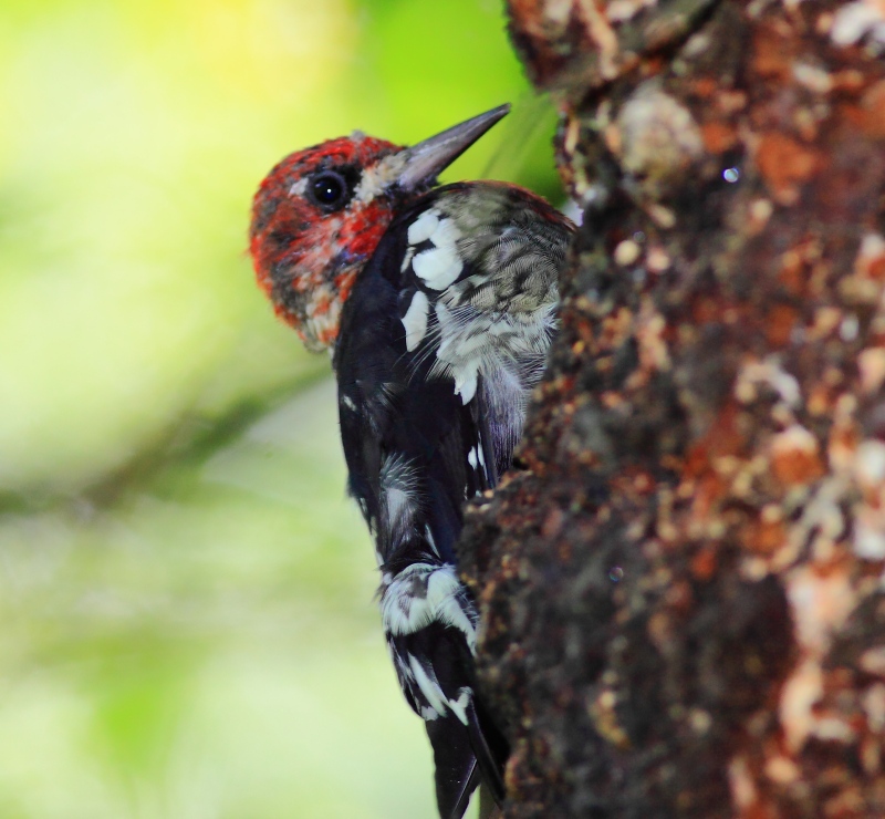 Red-breasted Sapsucker