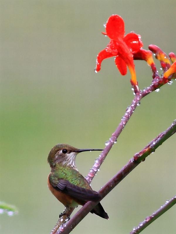Anna's Hummingbird female