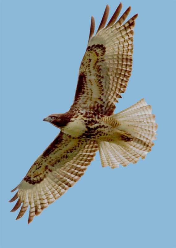 Red-Tailed hawk