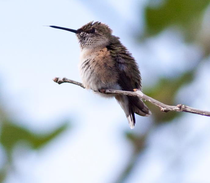 Allen's Hummingbird