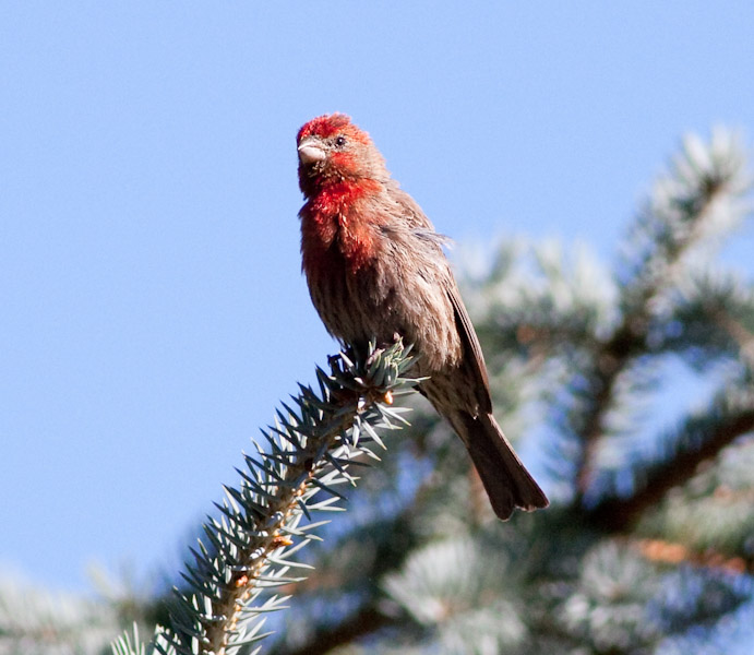 Finch