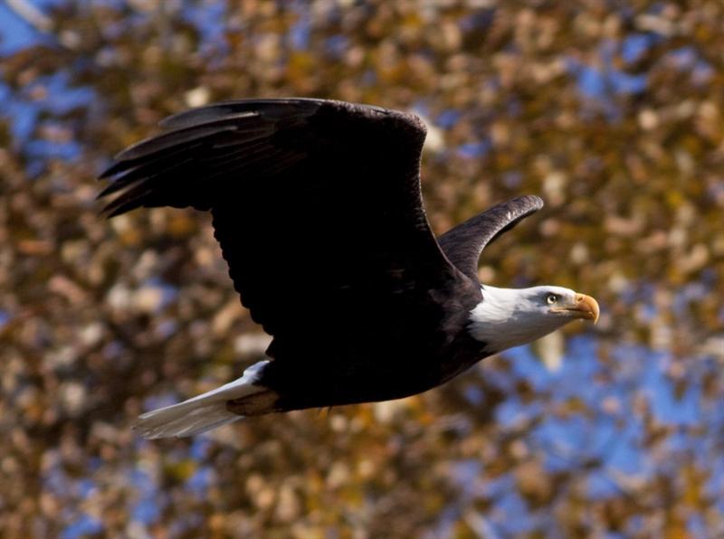 Bald Eagle
