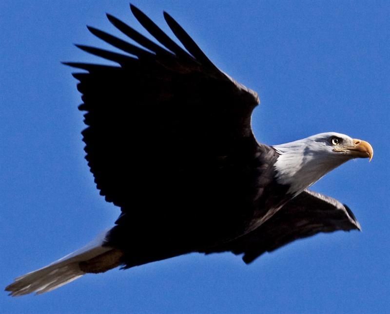 Bald Eagle
