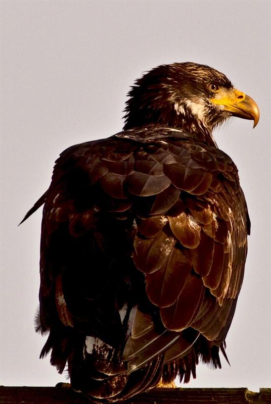 Red-Tailed hawk