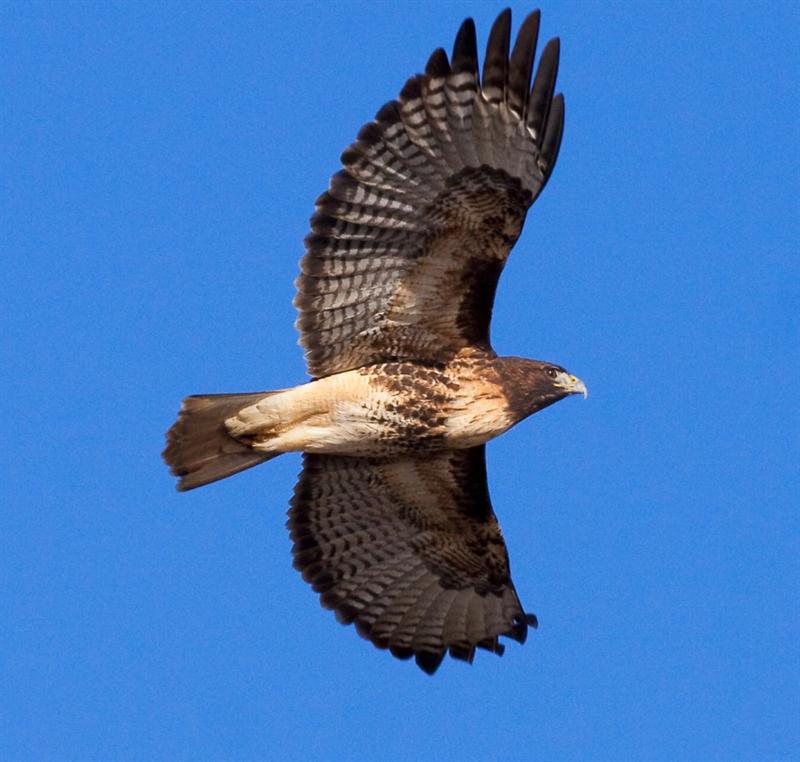 Red-Tailed hawk