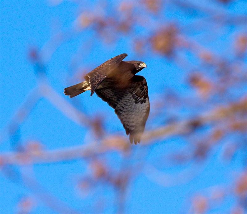 Red-Tailed hawk