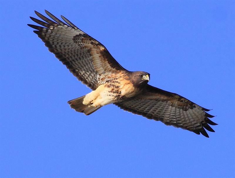 Red-Tailed hawk