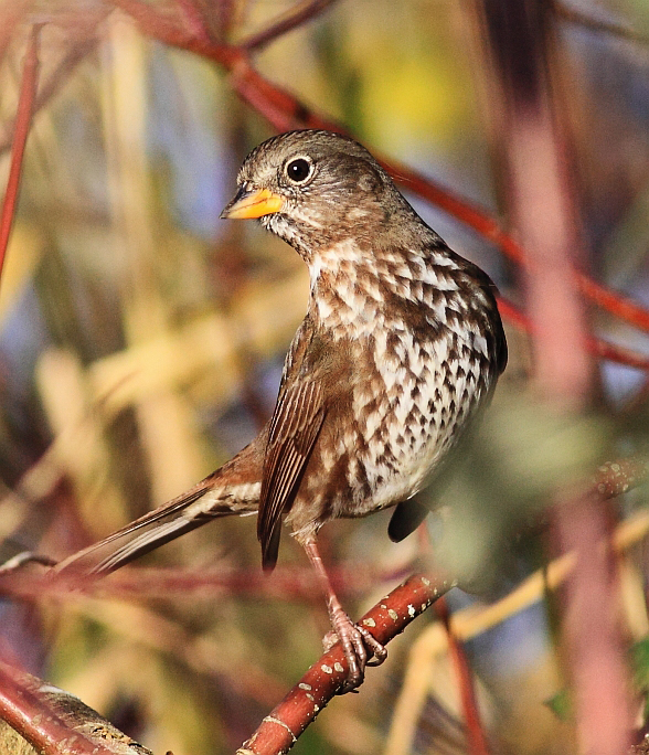 Hermit Thrush