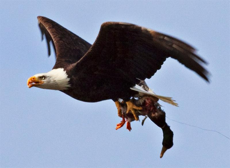 Bald Eagle