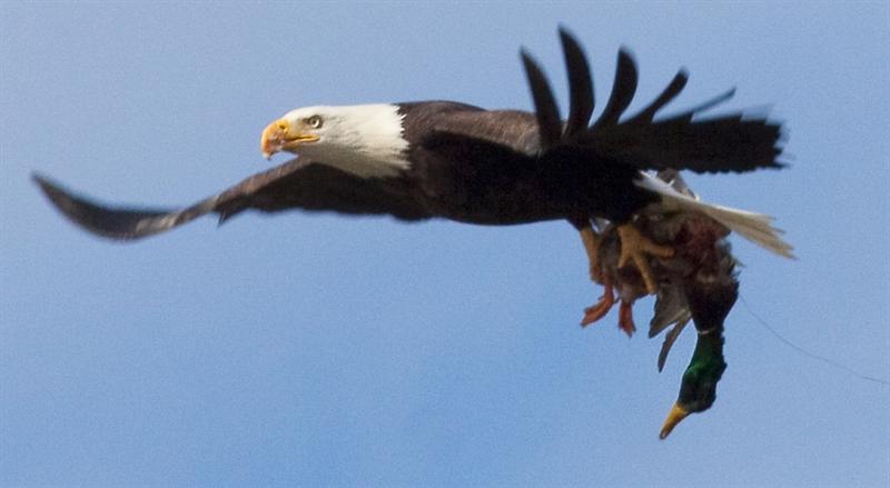 Bald Eagle... got dinner