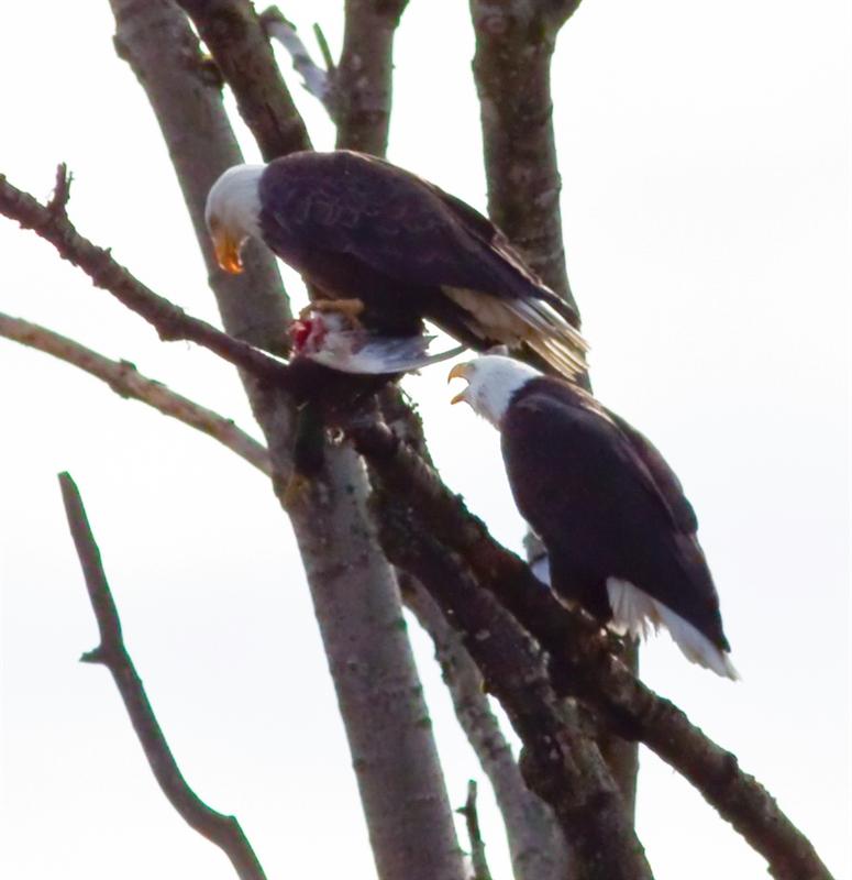 Bald Eagle