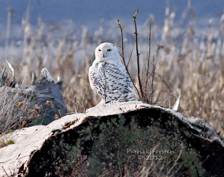 Snowy Owls