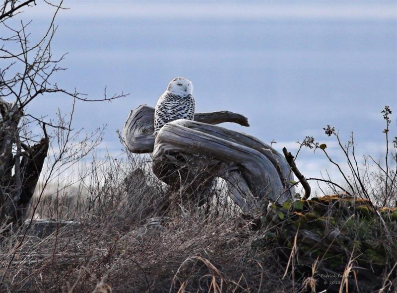 Snowy Owls