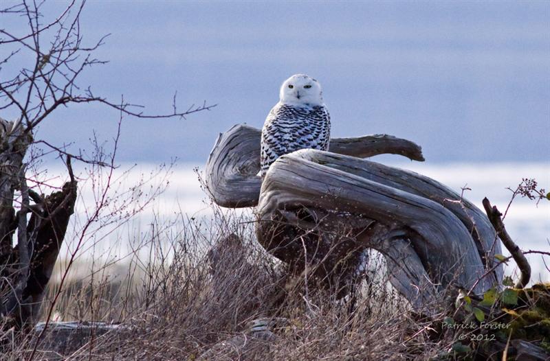 Snowy Owls
