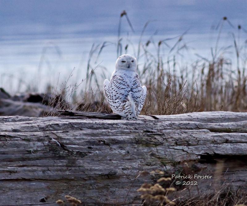 Snowy Owls