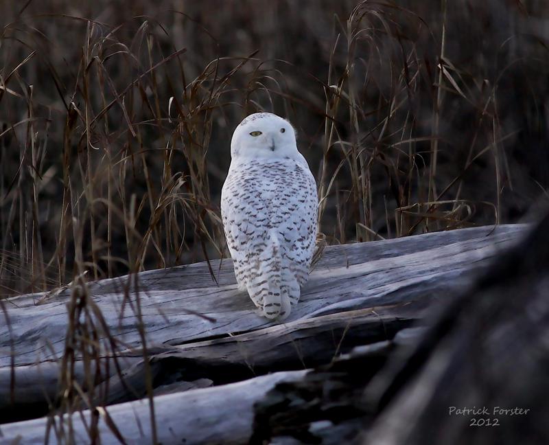 Snowy Owls