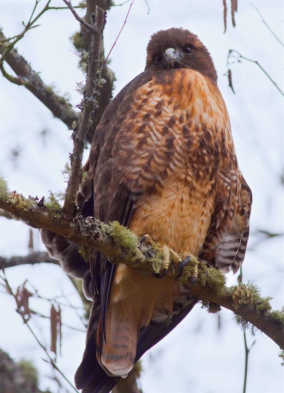 Red-tailed Hawk