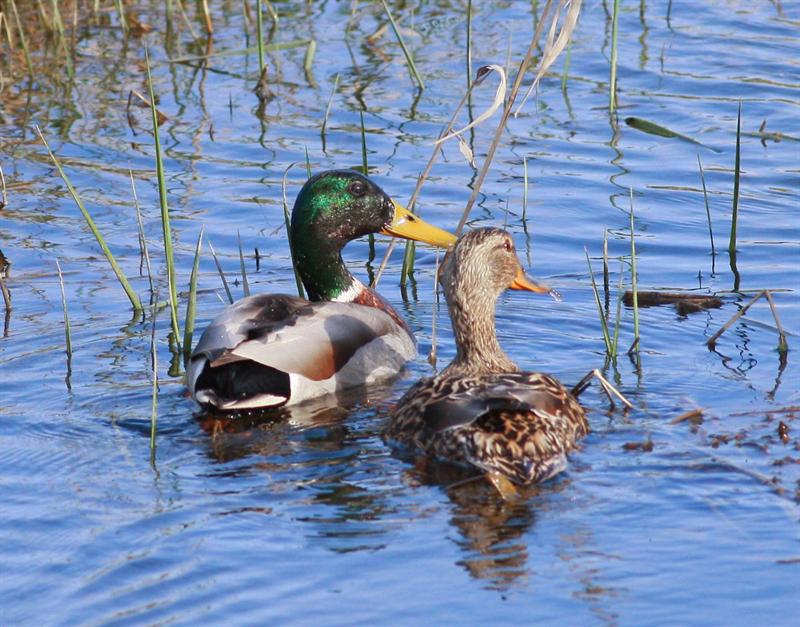 Mallard and mate