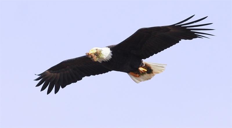 Nest Building