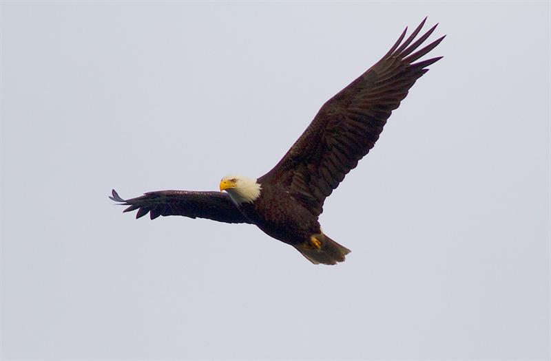 Bald Eagle