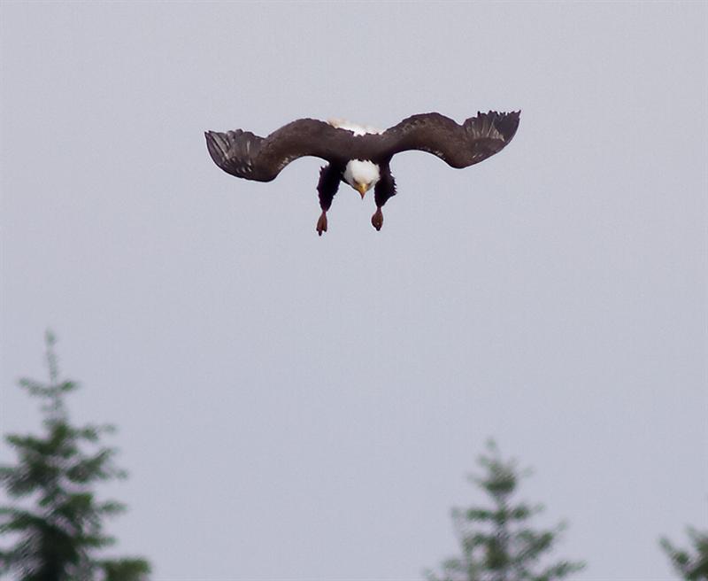 Bald Eagle