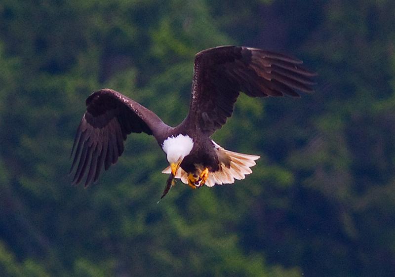 Bald Eagle... got dinner