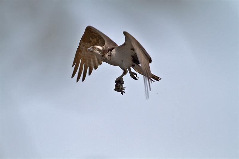 osprey has lunch