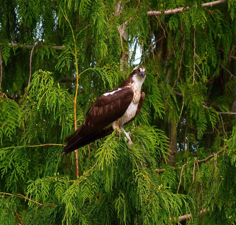 osprey 