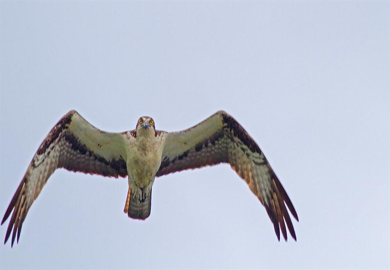 osprey