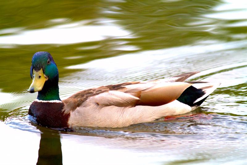 Mallard  