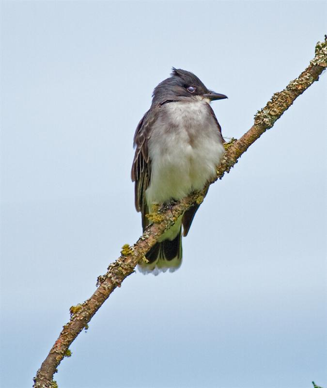 Eastern King Bird