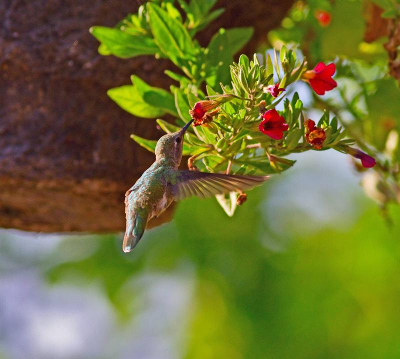 Humming  Bird