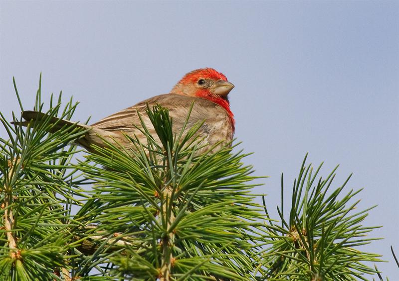 Purple Finch