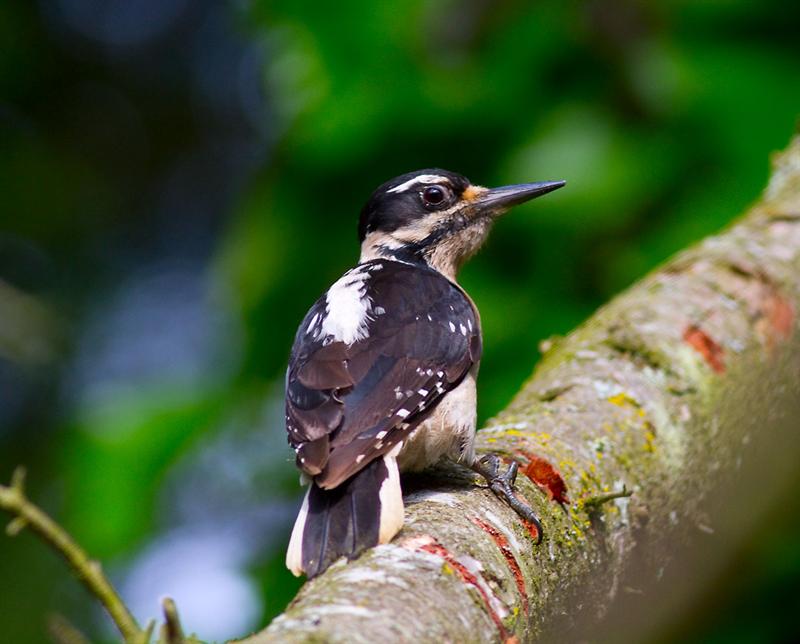Downy Woodpecker