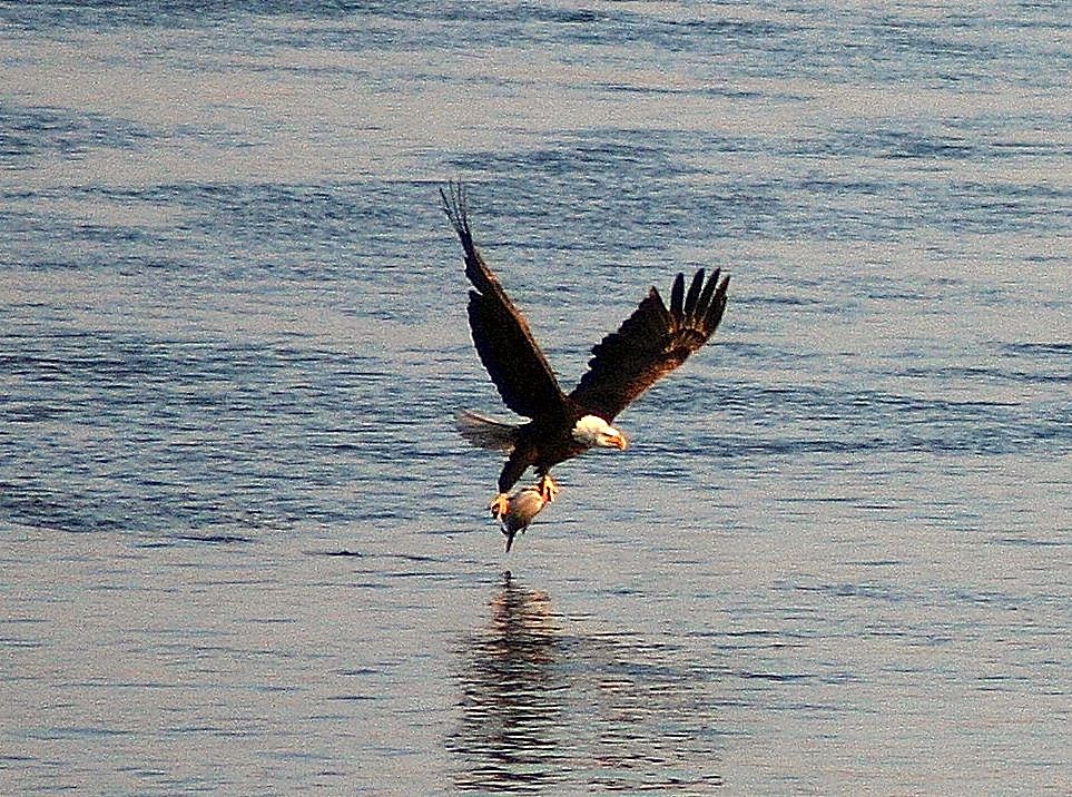 Bald Eagles Fish